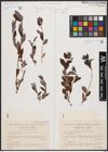 Foto von Salix cinerea L.